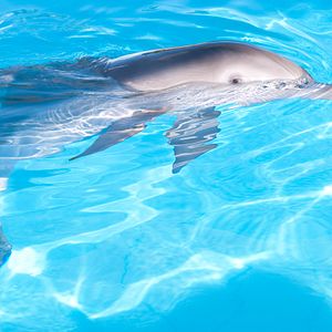 Bilder Mein Freund, der Delfin