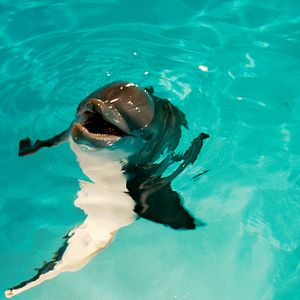 Bilder Mein Freund, der Delfin