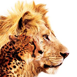 Bilder Im Reich der Raubkatzen