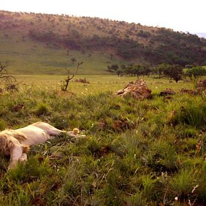 Bilder Der weisse Löwe