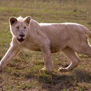 Bilder Der weisse Löwe