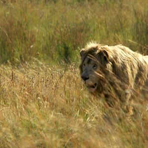 Bilder Der weisse Löwe