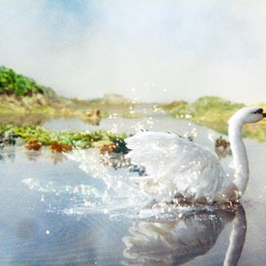 Bilder Gadkii Utenok