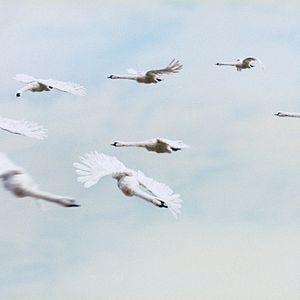 Bilder Gadkii Utenok