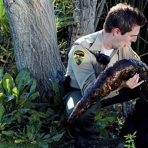 Bilder Mega Python vs. Gatoroid