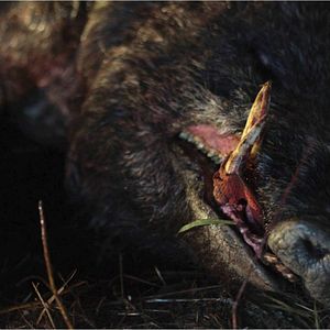 Bilder Prey - Vom Jäger zur Beute