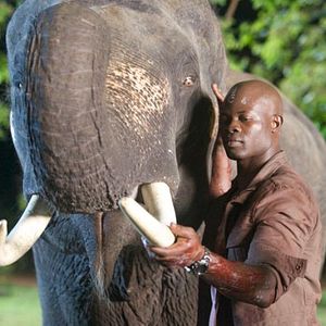 Bilder Elephant White