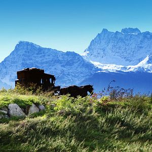 Bilder Sommer der Gaukler