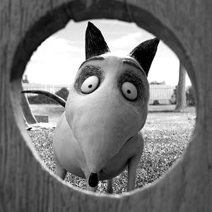 Bilder Frankenweenie
