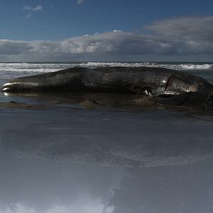 Bilder ¡Vivan las Antipodas!