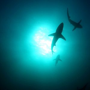 Bilder John Stockwell