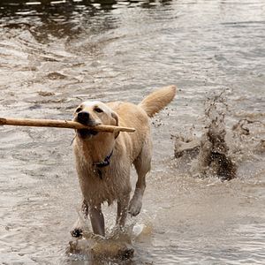 Bilder Shark Night 3D