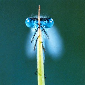 Bilder Marie Pérennou