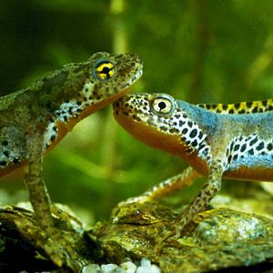 Bilder Marie Pérennou