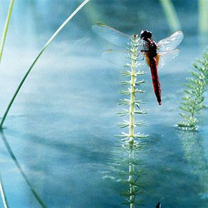 Bilder Marie Pérennou