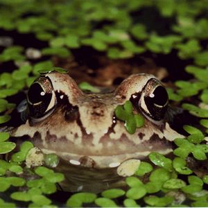 Bilder Marie Pérennou