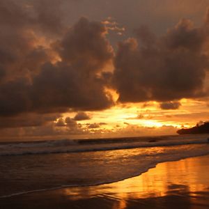 Bilder Virgin Beach Creature