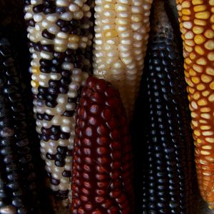 Bilder Herz des Himmels, Herz der Erde