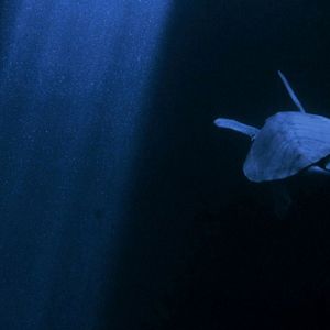 Bilder Herz des Himmels, Herz der Erde