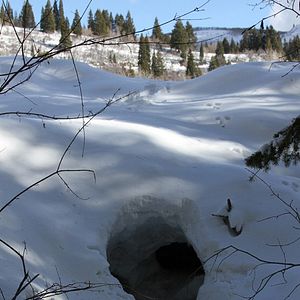 Bilder Snow Beast - Überleben ist alles