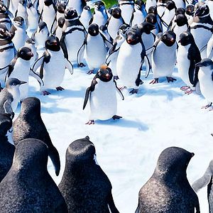 Bilder Happy Feet 2