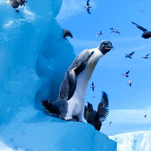 Bilder Happy Feet 2