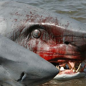 Bilder 2-Headed Shark Attack