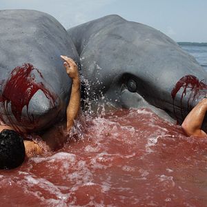 Bilder 2-Headed Shark Attack