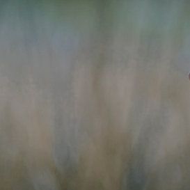 Bilder Man on the train