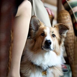 Bilder Darling Companion - Ein Hund fürs Leben