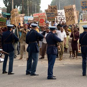 Bilder Black Butterflies