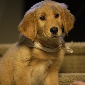 Bilder Treasure Buddies - Schatzschnüffler in Ägypten