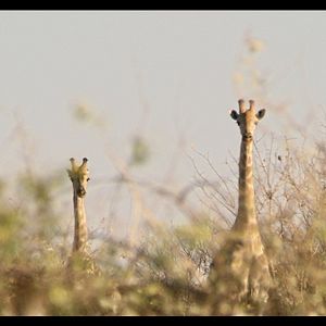 Bilder ¡Vivan las Antipodas!