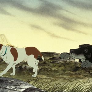 Bilder Die Hunde sind los