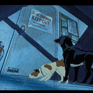 Bilder Die Hunde sind los