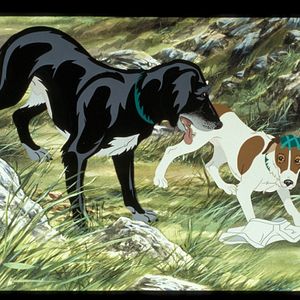 Bilder Die Hunde sind los