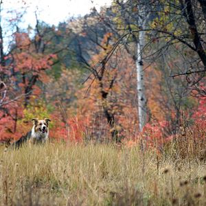 Bilder Darling Companion - Ein Hund fürs Leben