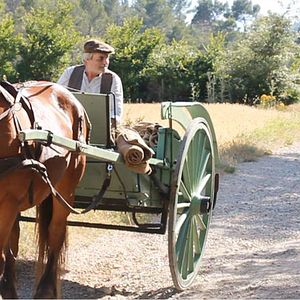 Bilder Cactus vinaigrette