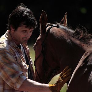 Bilder Die Insel der Pferde