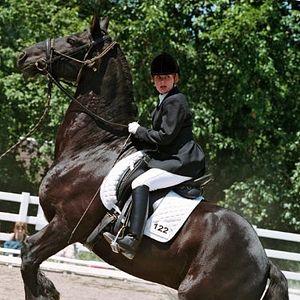 Bilder Die Insel der Pferde