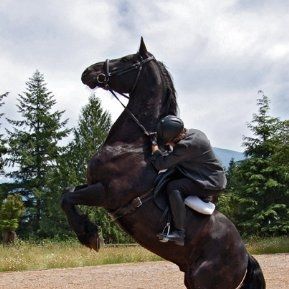 Bilder Die Insel der Pferde