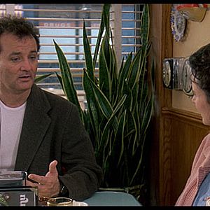 Bilder Und täglich grüßt das Murmeltier