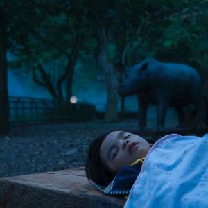 Bilder Die Nacht der Giraffe