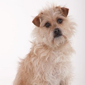 Bilder Auf der Suche nach einem Freund fürs Ende der Welt