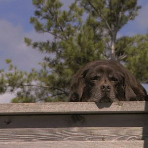 Bilder John Irving und wie er die Welt sieht