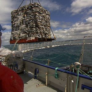 Bilder Sushi - The Global Catch