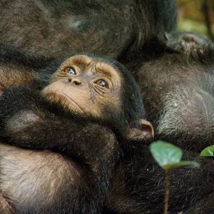 Bilder Schimpansen
