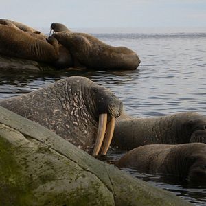 Bilder To the Arctic