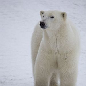 Bilder To the Arctic