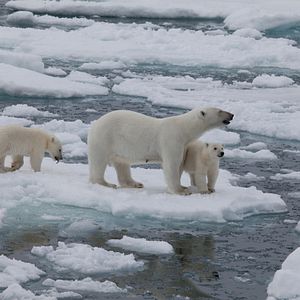 Bilder To the Arctic